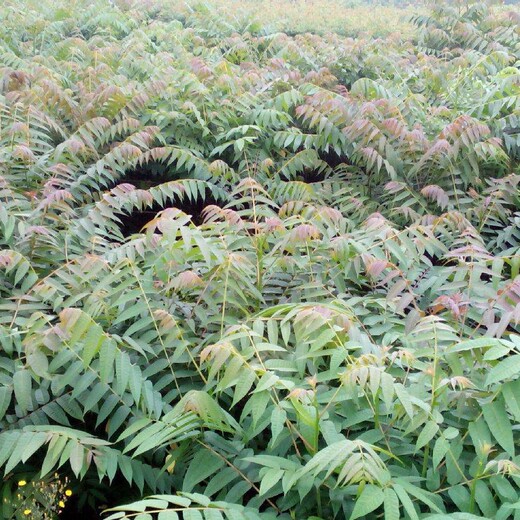 西牟紫椿香椿苗种植几年结果