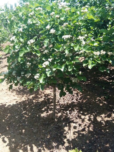 大果山楂一年苗子苗栽植苗圃管理怎么种植才高产