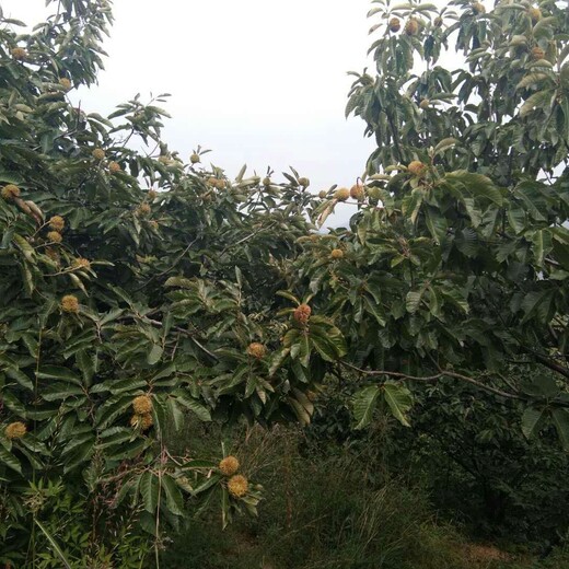 河北青龙板栗苗特大板栗品种播种育苗基地