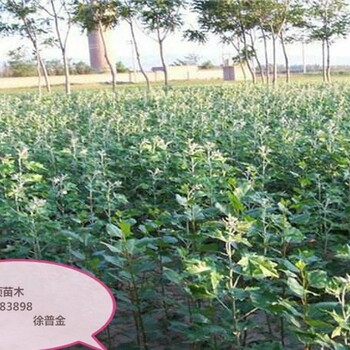 山西省忻州市巨进一号李子苗基地提供种植技术嫁接育苗子苗栽植