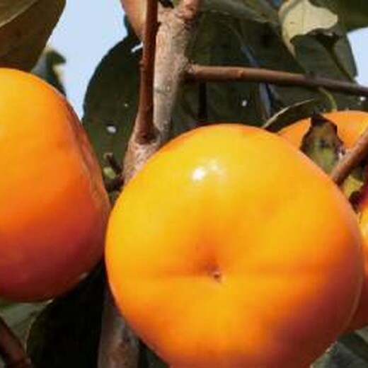 太原市次郎甜柿柿子苗北方种植什么品种好种子选择贮藏