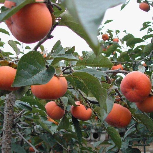 朔州市长春柿子苗哪里有卖的阳丰甜柿怎么培育什么时候栽国家品种树