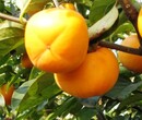 长治市大秋甜柿柿子苗抗旱抗寒的品种种植效益采购流程图片