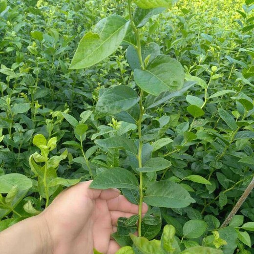 运城市北陆蓝莓苗种植土壤地势一年苗修剪方法