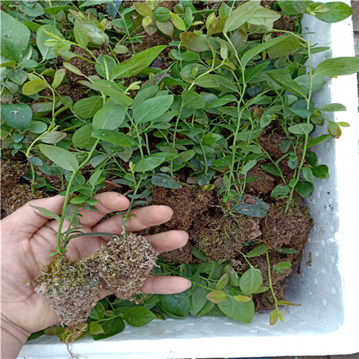 忻州市北陆蓝莓苗种植发展好的原因分析