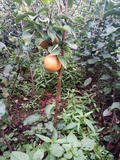 玉露香梨梨树苗北方种植什么品种好播种育苗基地