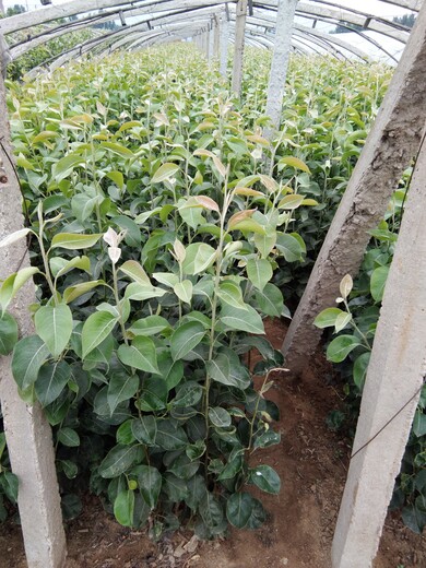 早酥红梨梨树苗基地提供种植技术