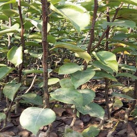 红心苹果苗红肉苹果树苗苗圃管理施肥技巧