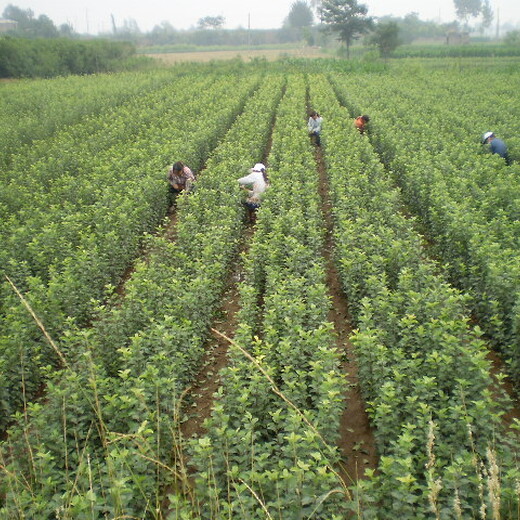 苹果苗价格红肉苹果树苗疏花疏果授粉嫁接育苗子苗栽植