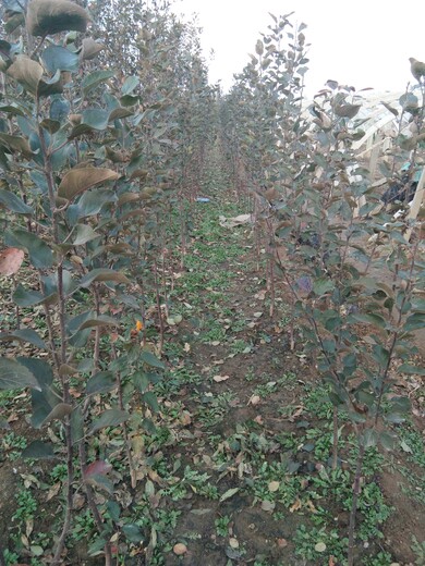 苹果苗批发烟富0号苹果树苗播种育苗基地