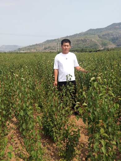 杏树苗哪里多早红蜜杏苗基地提供种植技术