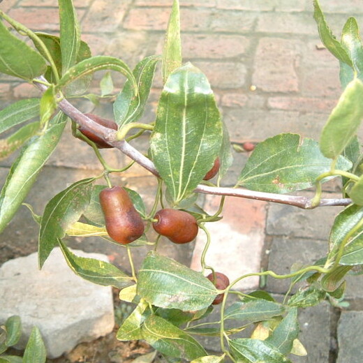 批发枣苗大柿饼枣树苗基地提供种植技术嫁接育苗子苗栽植