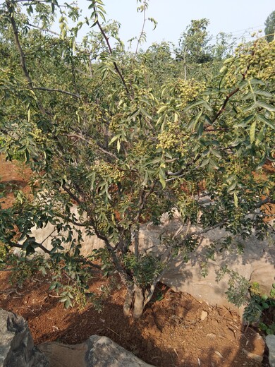 花椒苗批发小椒子花椒树苗种植土壤地势育苗技术施肥技巧