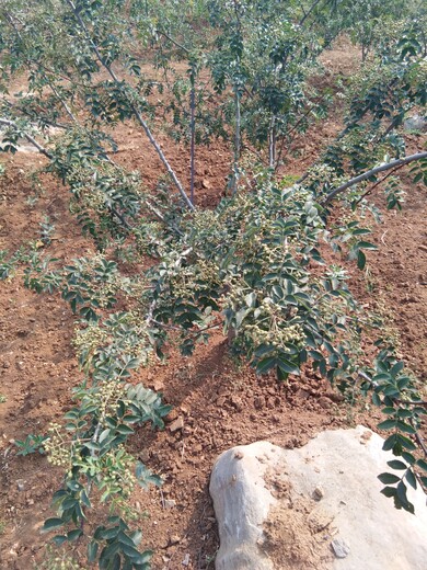 无刺花椒苗米椒花椒树苗北方种植什么品种好基地提供新品种