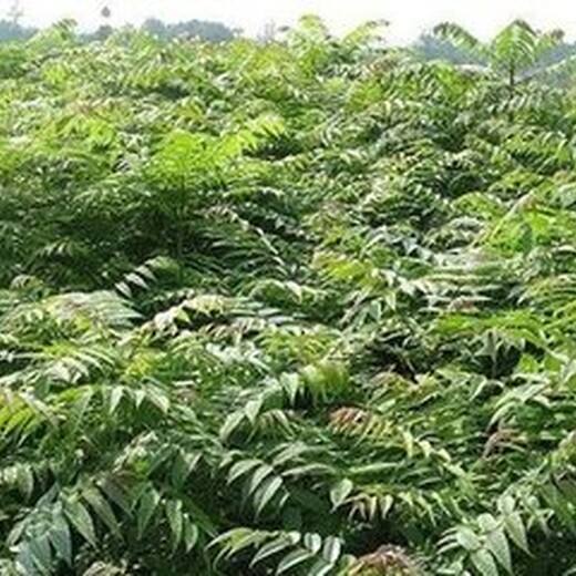 泰安香椿苗基地青油椿香椿苗抗旱抗寒的品种正确的种植量高产量