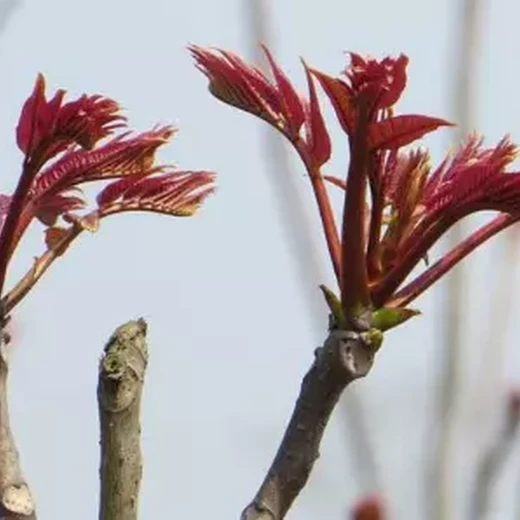 红油香椿苗批发基地青油椿香椿苗种植土壤地势种子选择贮藏