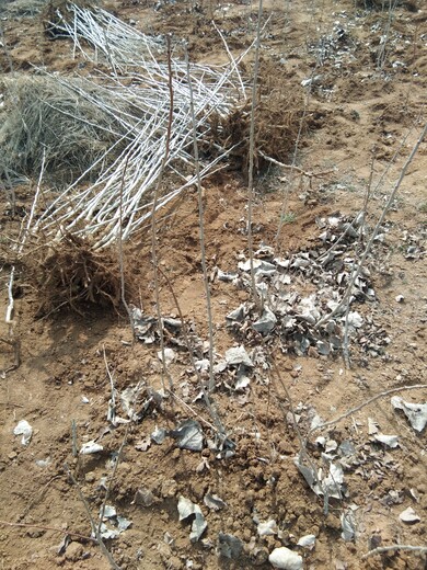 野山楂苗大五梭山楂树苗北方种植什么品种好正确的种植量高产量