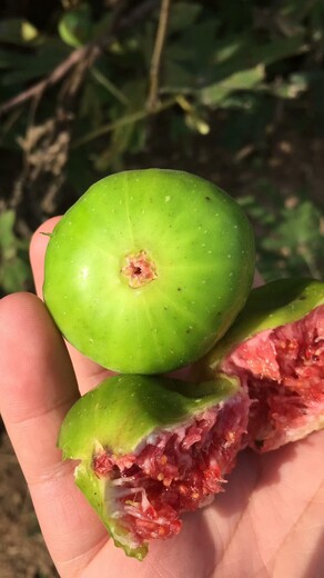 芭勞奈無花果樹苗基地批發(fā)無花果苗的品種介紹	今年哪個品種好保成活