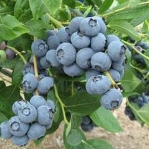 真假蓝莓苗对比钱德乐蓝莓苗哪里有卖的	新品种介绍