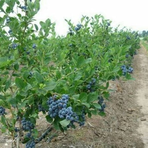 蓝莓苗种植基地绿宝石蓝莓苗应该如何种植