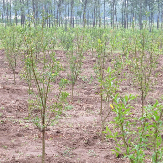 黑石榴苗河阴软籽石榴苗种植方法种植技术	应注意的关键问题