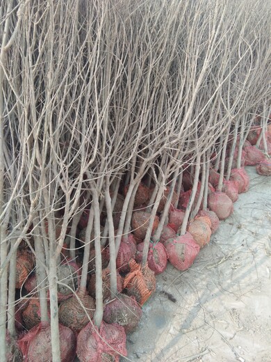 无籽石榴苗价格黑籽石榴树苗种植方法种植技术