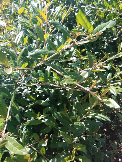 黑石榴苗白石榴石榴苗种植方法种植技术	几月份种植成活率高