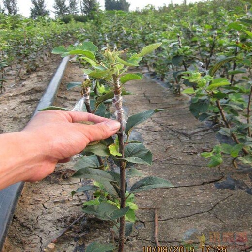 苹果苗价格苹果树苗的品种介绍什么品种好推荐一个