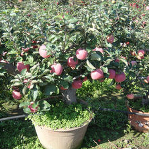 苹果苗新品种基地3公分红肉苹果苗售后服务应该如何种植