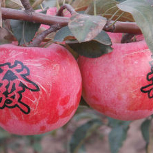 红肉苹果苗价格3公分红肉苹果苗种植方法种植技术	价格低结果多