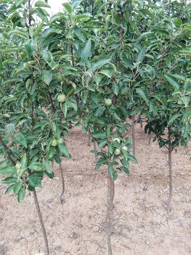 红肉苹果苗价格3公分中秋王苹果苗一亩地种多少棵几月份种植成活率高