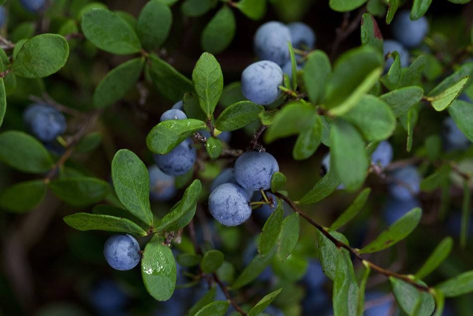 湖北两年营养杯蓝莓苗抗寒特性表现		