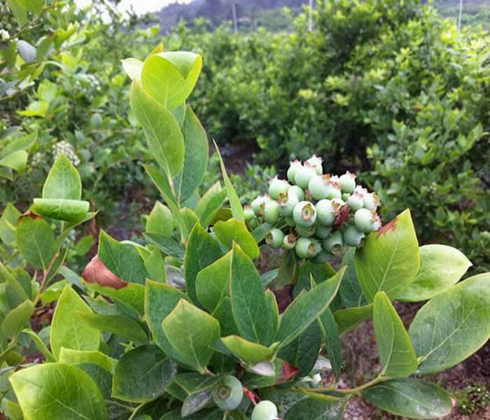 新疆两年兔眼蓝莓苗适合种哪个品种		