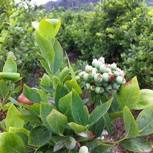 四川两年兔眼蓝莓苗春季移栽还是夏季移栽