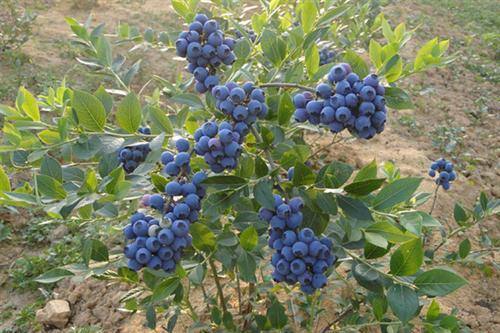上海两年喜来蓝莓苗果树苗供应商		