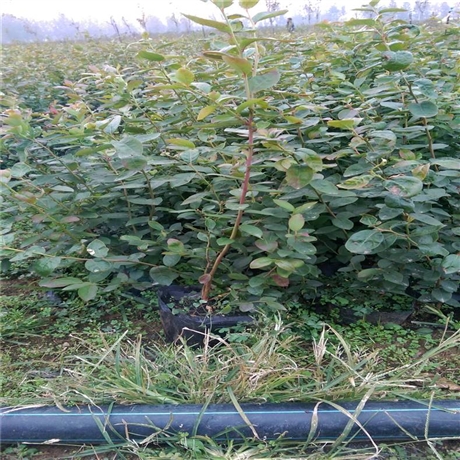 新疆两年莱克西蓝莓苗有什么缺点么		