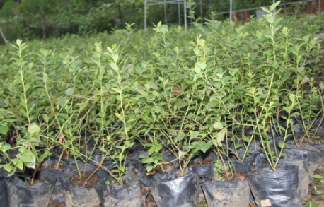 贵州两年绿宝石蓝莓苗实生占地苗		