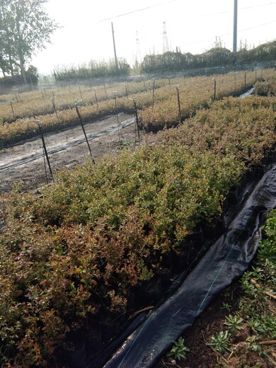 贵州两年钱德乐蓝莓苗两年就可以挂果