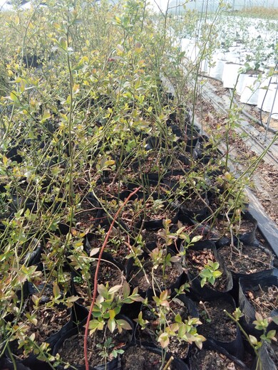 天津两年绿宝石蓝莓苗移栽注意事项