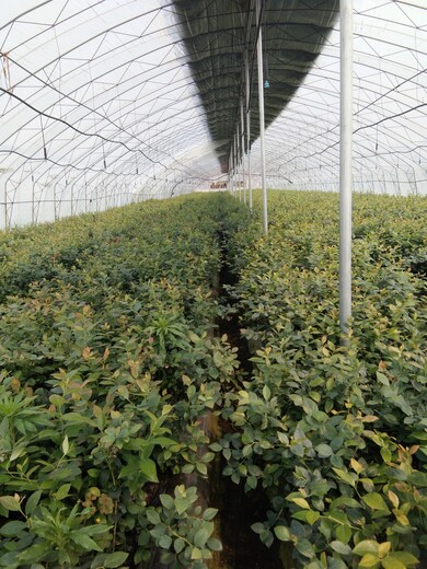 贵州两年绿宝石蓝莓苗质量真不错