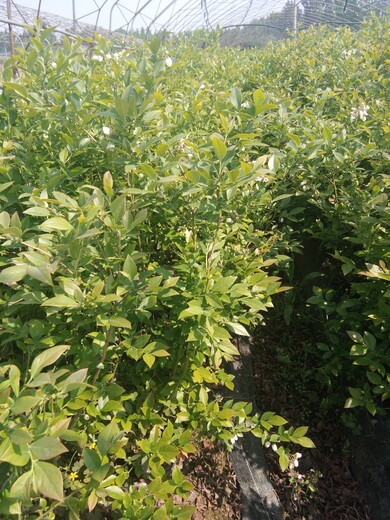 河北两年莱克西蓝莓苗适合种哪个品种