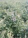 重庆北陆蓝莓苗适合种哪个品种