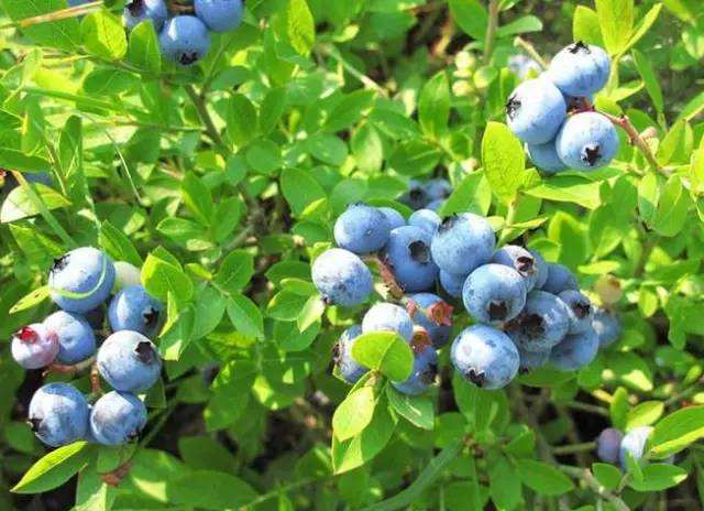 青海两年蓝丰蓝莓苗实生占地苗		