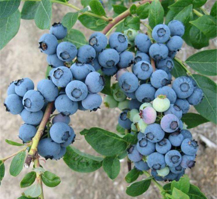 贵州两年绿宝石蓝莓苗质量真不错		