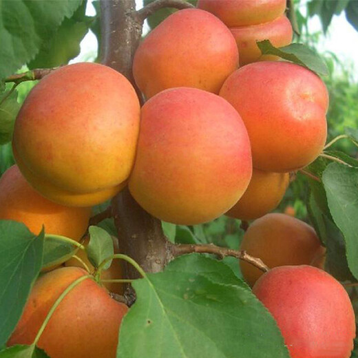 早熟杏树5公分杏树苗一亩地种多少棵品种千万别错过