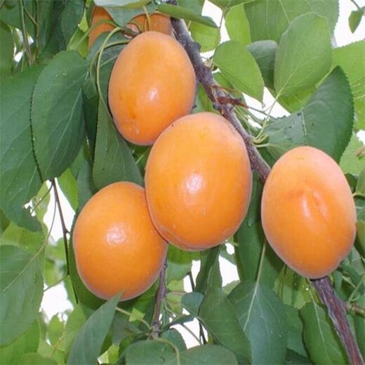 杏苗新品种5公分杏树苗的品种介绍