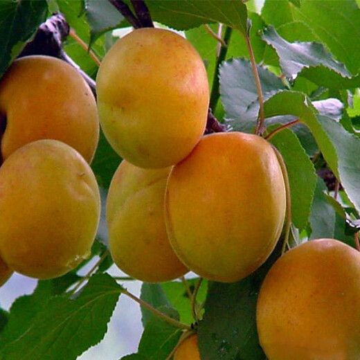 晚红杏苗金辉杏苗一亩地种多少棵几月份种植成活率高