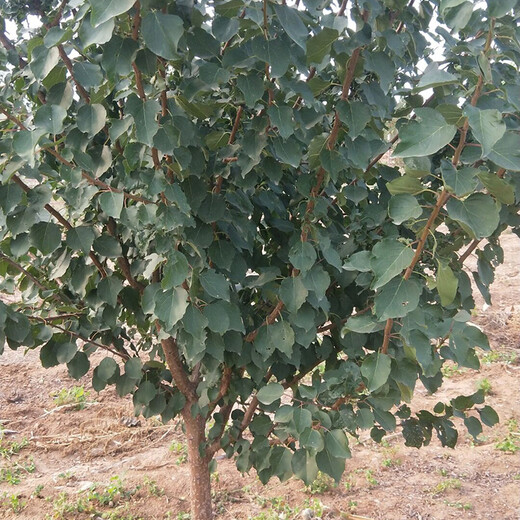 早熟杏树早红蜜杏树苗一亩地种多少棵今年哪个品种好保成活