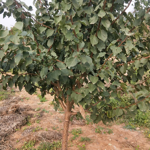 晚熟杏树早红蜜杏树苗种植方法种植技术	应该如何种植