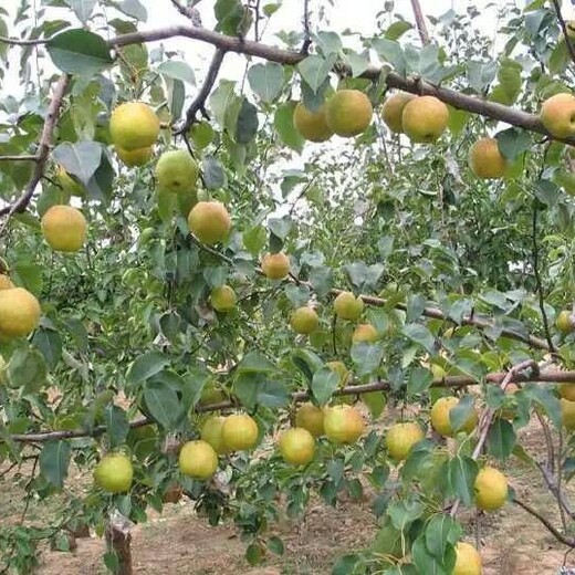 荷兰香蜜杏苗短枝杏树苗哪里有卖的	今年哪个品种好保成活
